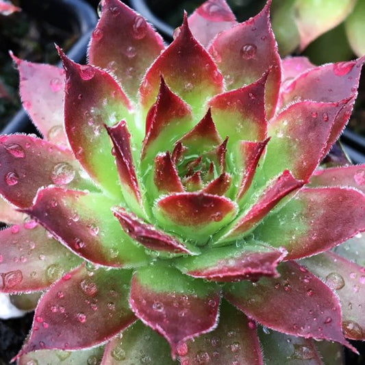 1g Strawberry Kiwi Hens and Chicks
