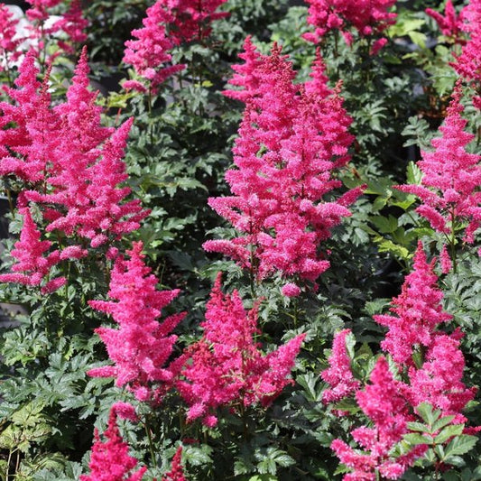 1g Strawberry Seduction Yarrow