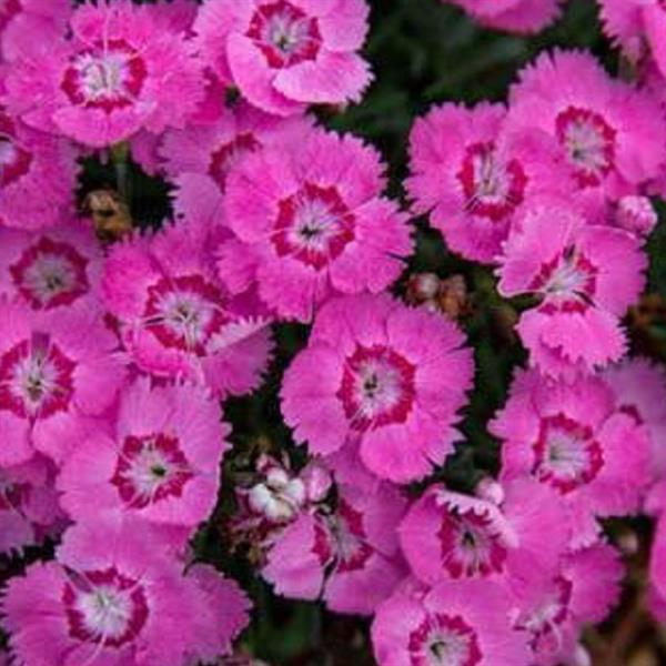 1g Strawberry Tart EverBloom Pinks