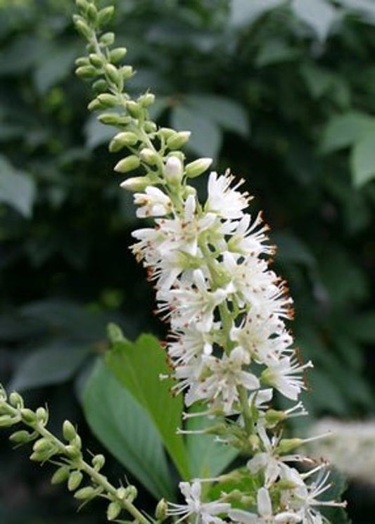 1 Quart Sugartina 'Crystalina'  Summersweet