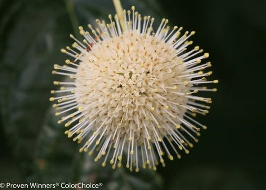1 Quart Sugar Shack  Buttonbush