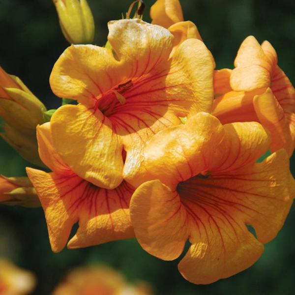 2g Summer Jazz Sunrise Gold Trumpet Vine