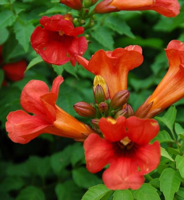 2g Summer Jazz Fire Trumpet Vine