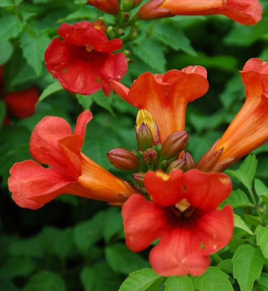 2g Summer Jazz Fire Trumpet Vine