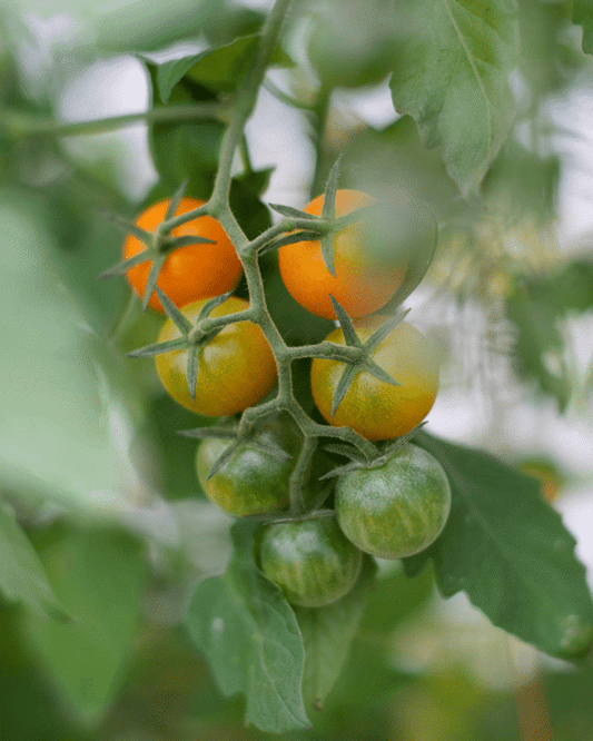 4 Inch Sun Gold Orange Cherry Tomato