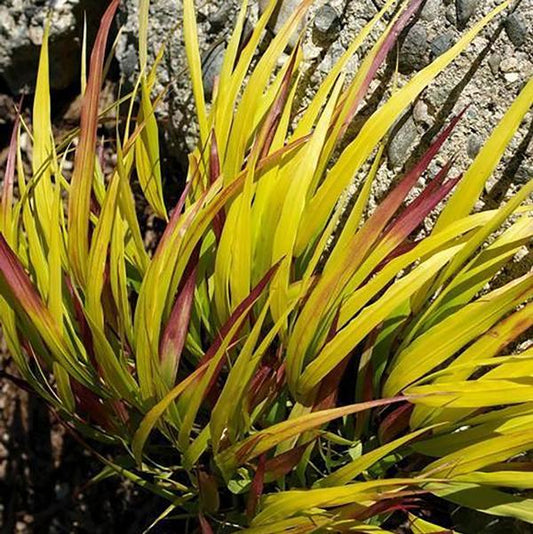 1g Sunflare Japanese Forest Grass