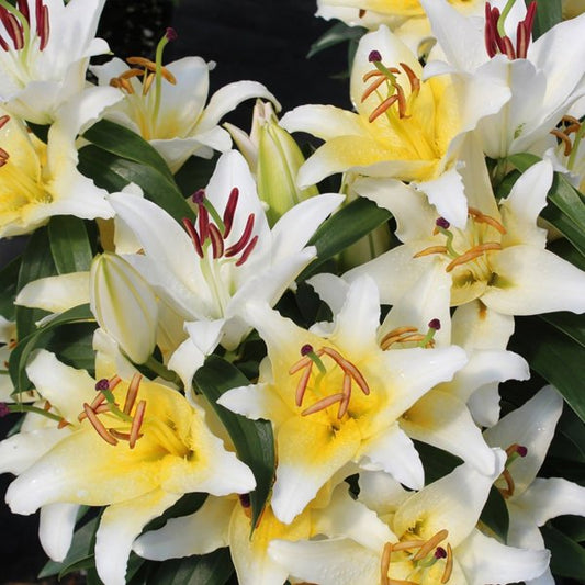 1g Sunny Bahamas Lily