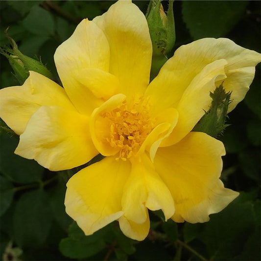 2g Sunny Knock Out Shrub Rose