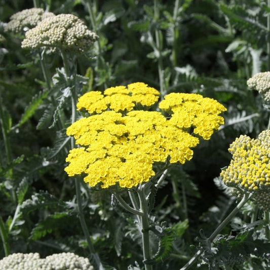 1g Sunny Seduction Yarrow