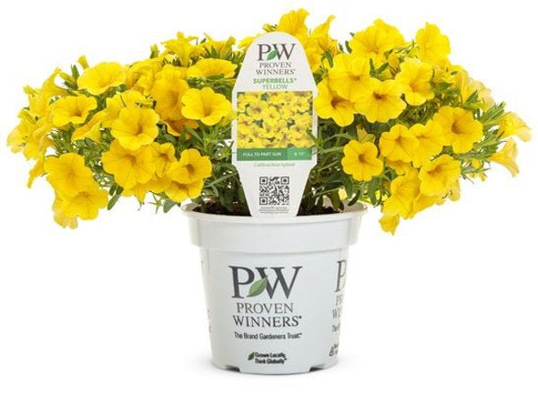4 Inch Superbells Yellow Calibrachoa