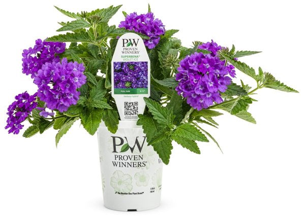 4 Inch Superbena Violet Ice Verbena