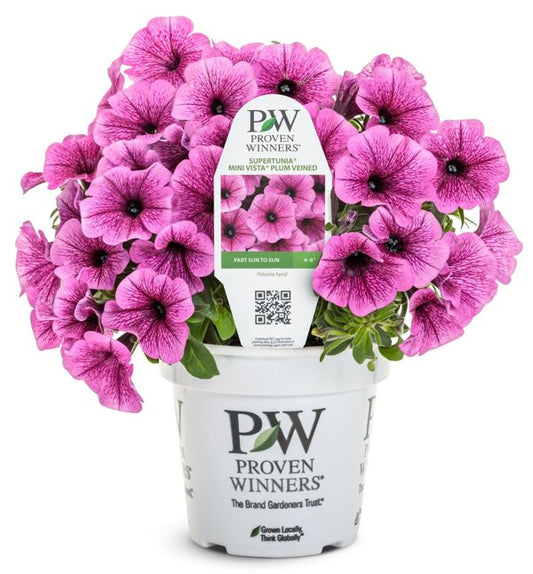 4 Inch Supertunia Mini Vista Plum Veined Petunia