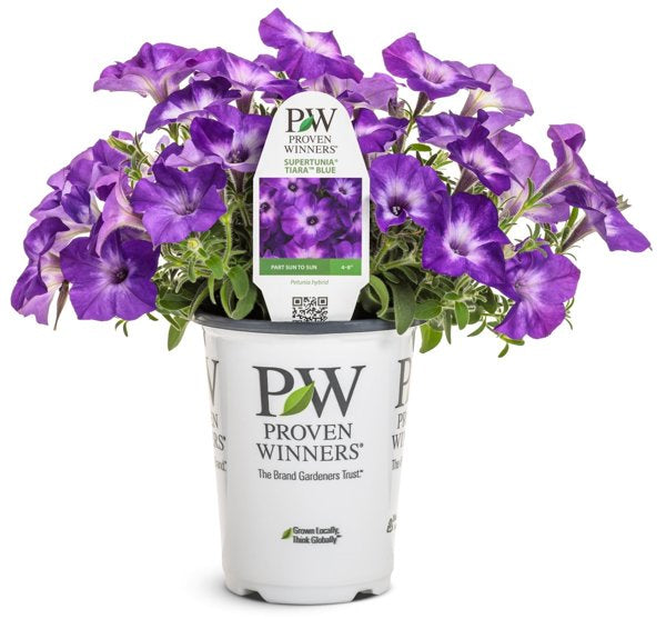 4 Inch Supertunia Tiara Blue Petunia