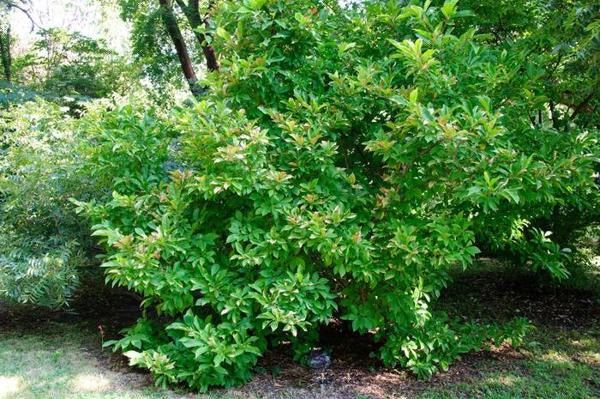 2g Susan Magnolia