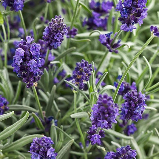 1g Sweet Romance Lavender
