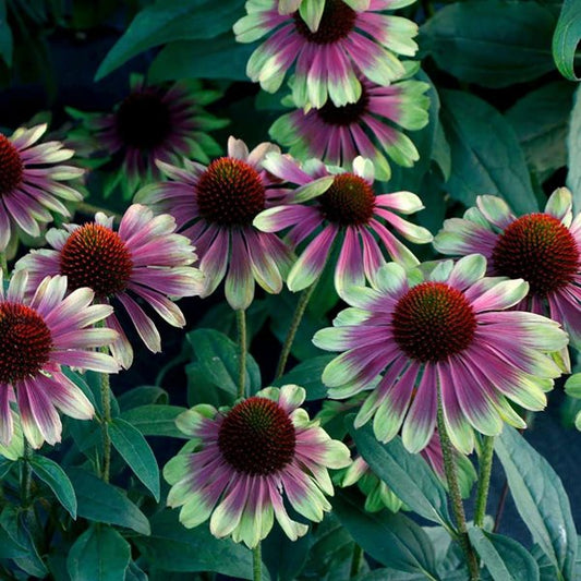 1g Sweet Sandia Coneflower