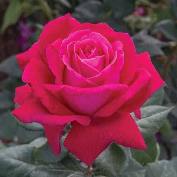2g Sweet Spirit Grandiflora Rose