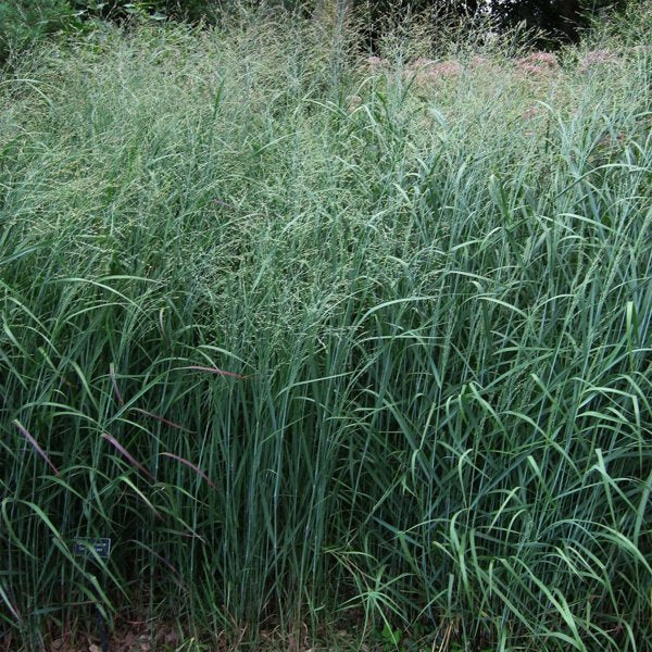 1g Switchgrass