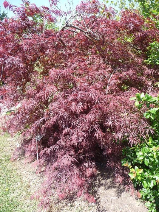 2g Tamukeyama Laceleaf Japanese Maple