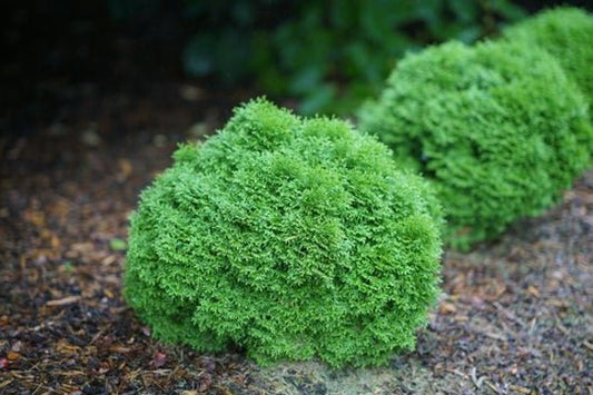 2g Tater Tot  Arborvitae