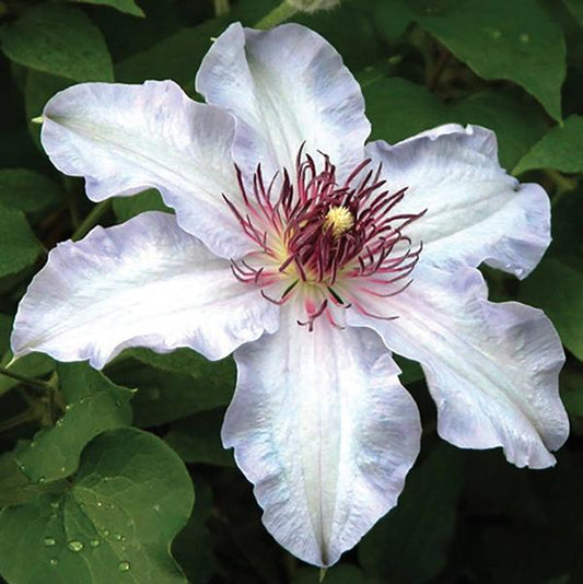 1g The First Lady Clematis