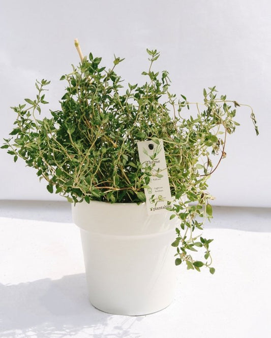 4 Inch Thyme