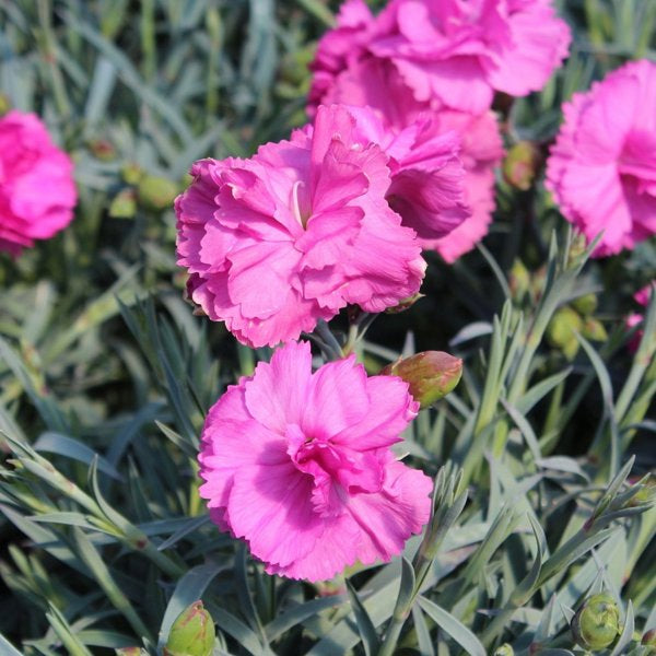 1g Tickled Pink Scent First Pinks