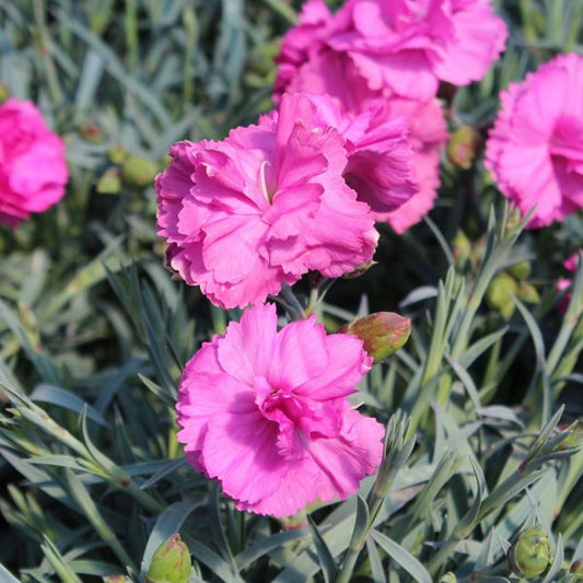 1g Tickled Pink Scent First Pinks