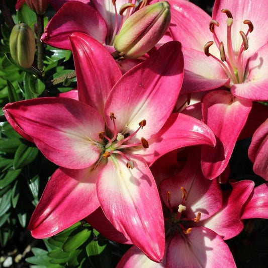 1g Tiny Diamond Lily
