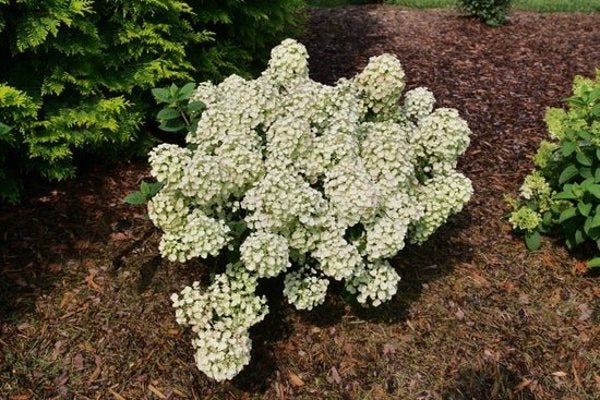 1 Quart Tiny Quick Fire  Panicle Hydrangea