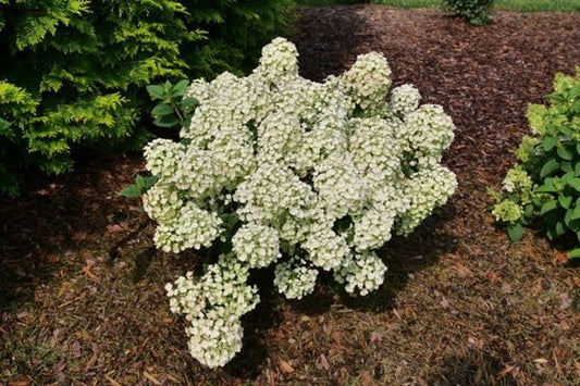 1 Quart Tiny Quick Fire  Panicle Hydrangea