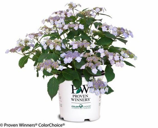 1 Quart Tiny Tuff Stuff Mountain Hydrangea