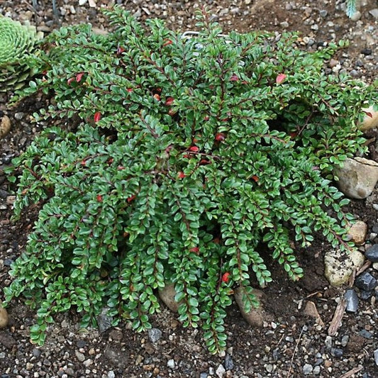 2g Tom Thumb Cotoneaster