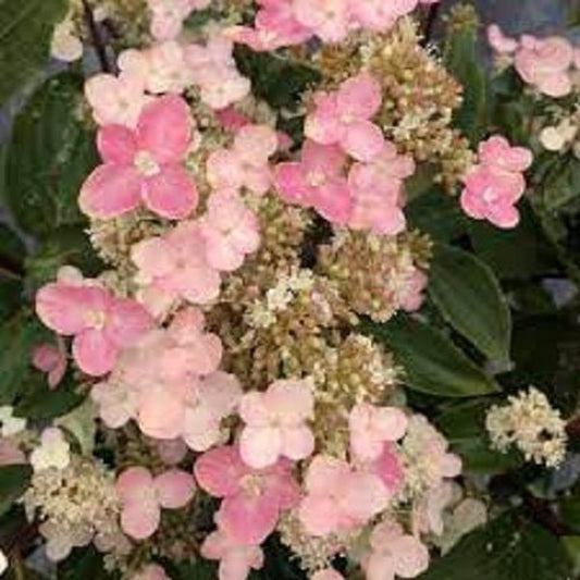 2g Torch Hydrangea