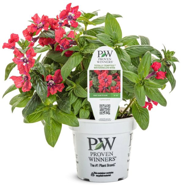 4 Inch Totally Tempted Watermelon Wine cuphea