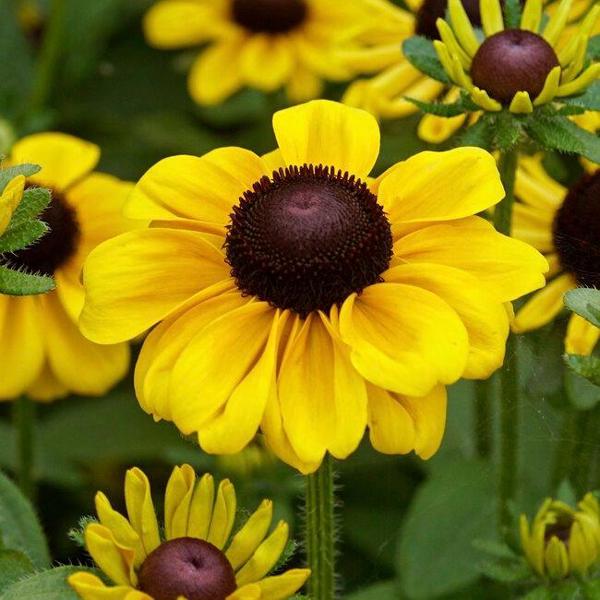 11cm Toto Lemon Black eyed Susan