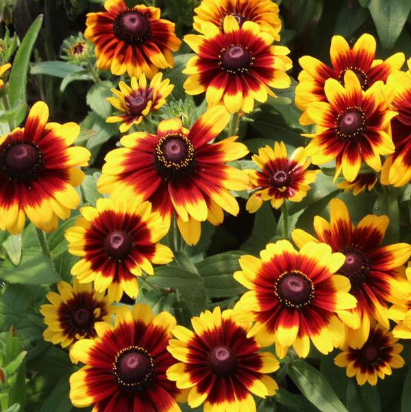 11cm Pot Toto Rustic Black eyed Susan