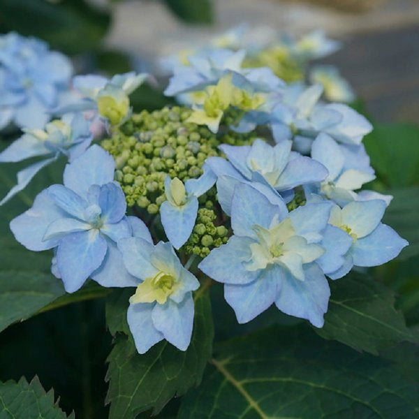 2g Tuff Stuff Ah Ha Reblooming Mountain Hydrangea