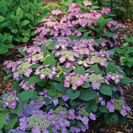 1 Quart Tuff Stuff Top Fun Reblooming Mountain Hydrangea