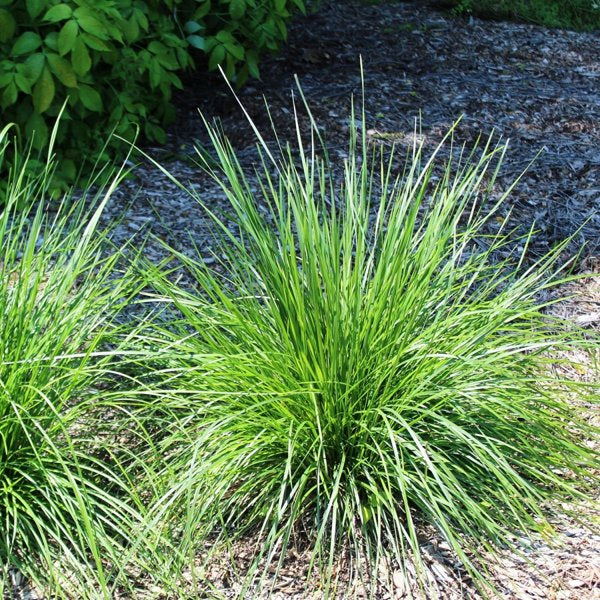 1g Tufted Hairgrass