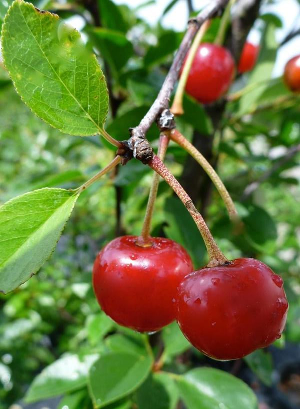 1g Valentine Dwarf Cherry