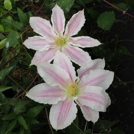 1g Vancouver Cotton Candy Clematis