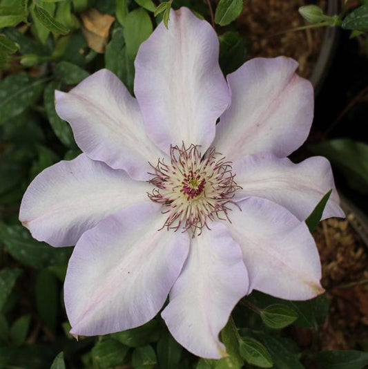 1g Vancouver Daybreak Clematis