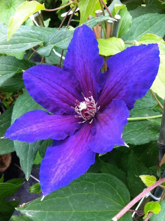 1g Vancouver Danielle Clematis