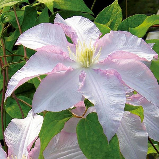 1g Vancouver Morning Mist Clematis