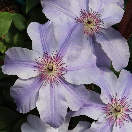 1g Vancouver Deborah Dahl Clematis