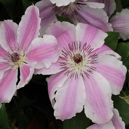 1g Vancouver Mystic Gem Clematis