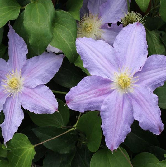 1g Vancouver Sea Breeze Clematis