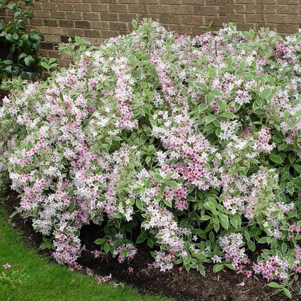 2g Variegated Dwarf Weigela