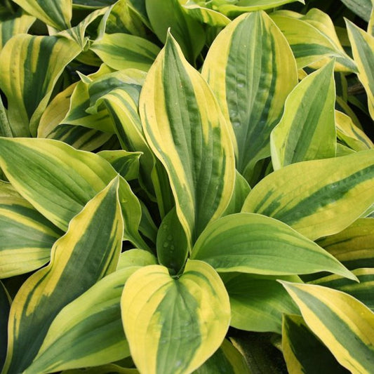 1g Velvet Moon Plantain Lily